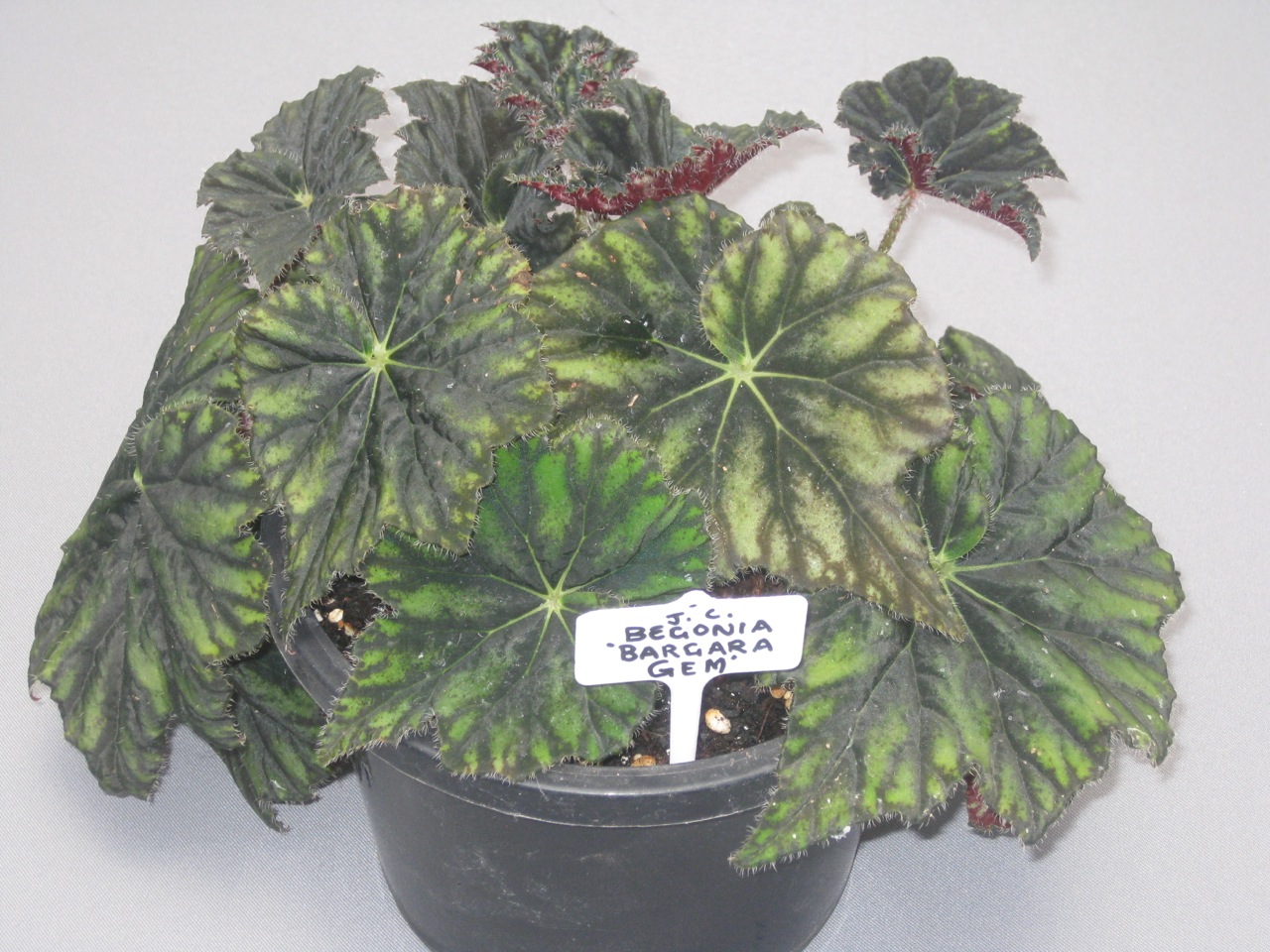 B. ‘Bargara Gem’